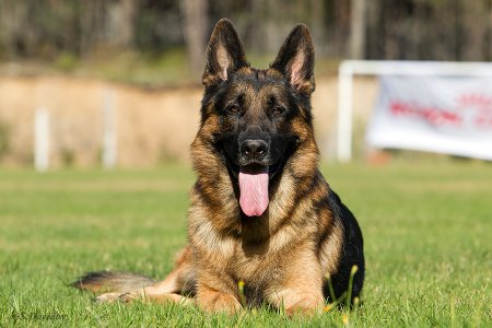 Цкая овчарка