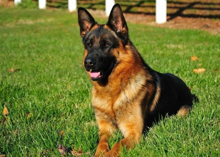 Собака немецкая овчарка