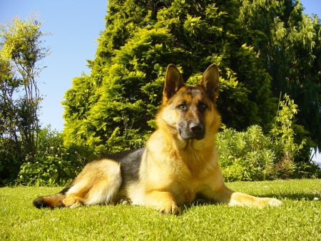 Гарафийская овчарка