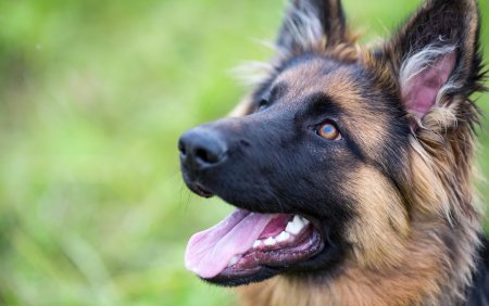 Немецкая овчарка Шеферд