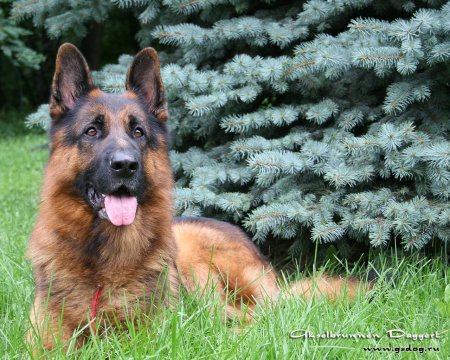 Венская овчарка