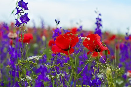 Палевый цвет