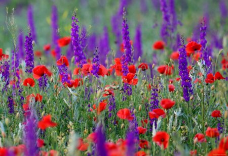 Полевые цветы