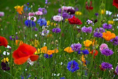 Цветы полевые и луговые