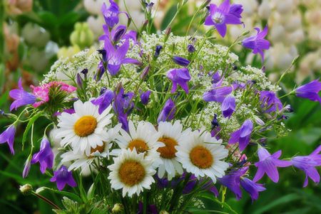 Луговые цветы