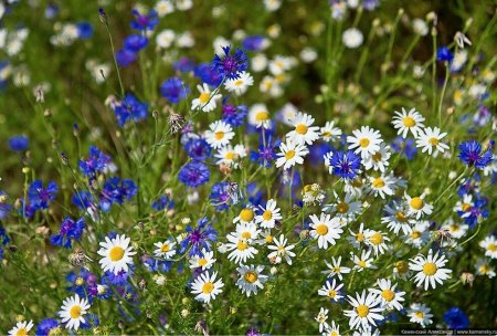 Ромашко Васильковое поле