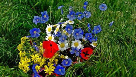 Полевые цветы васильки и ромашки