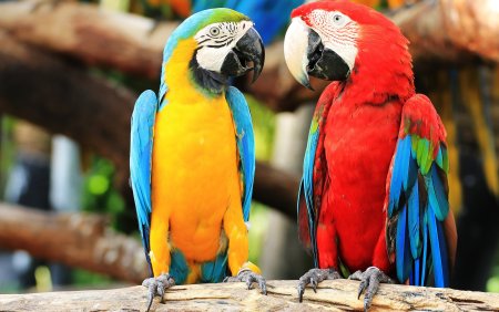 Попугай ара в Южной Америке