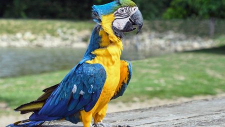 Попугай ара