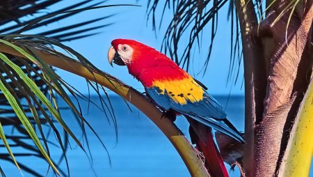 Андский высокогорный попугай