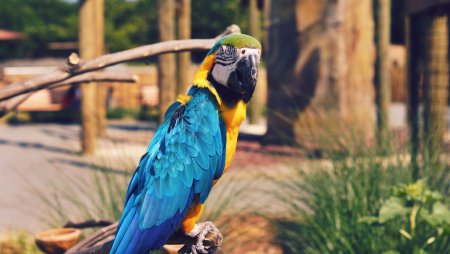 Попугай ара