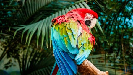 Попугай ара (Macaw Parrot)? Дизайнер Manuel Sirgo.