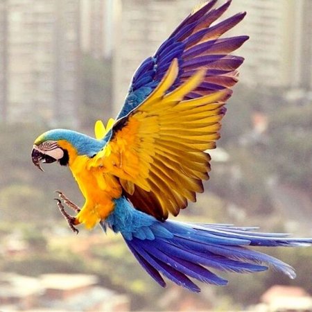 Попугай ара