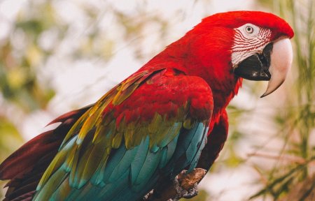 Попугай какарик