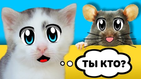 Кот малыш Анука давайка
