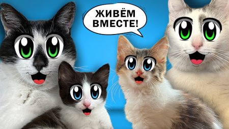 Анука давайка котята Юги и яни