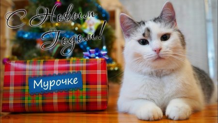 Анука давайка Мурка