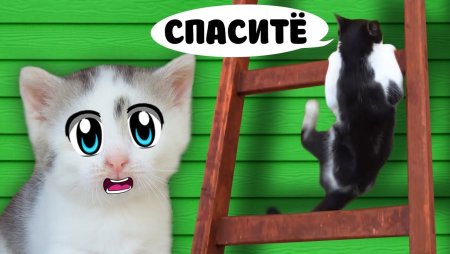 Кот малыш из Анука давайка