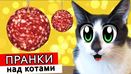 Кот малыш анукадавпйка