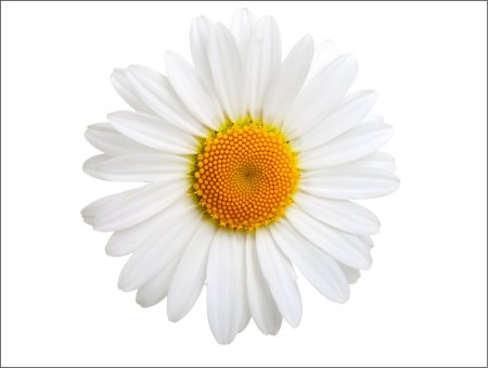 Ромашка картинка для детей