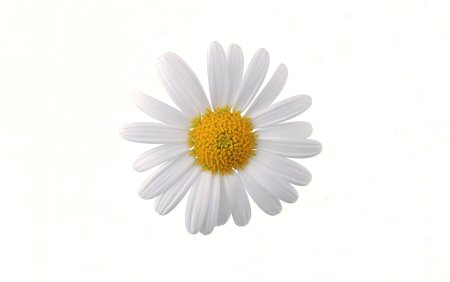 Цветок Ромашка на белом фоне