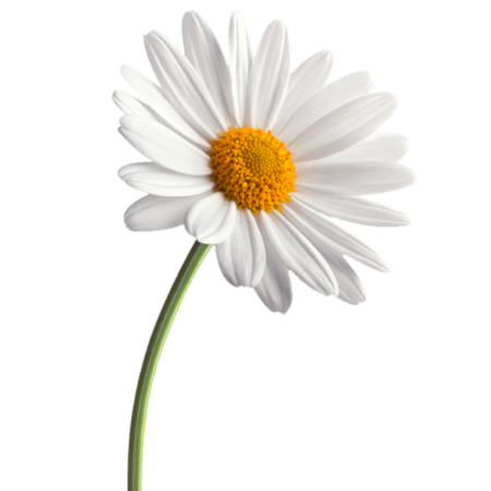 Ромашка цветы