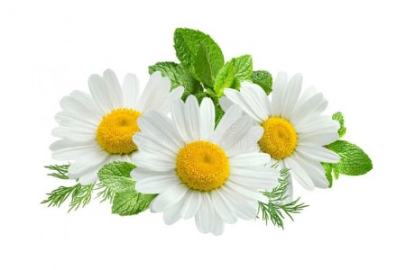 Ромашка на белом фоне