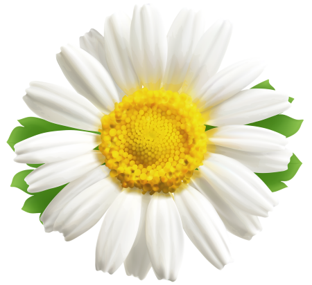 Ромашка на белом фоне