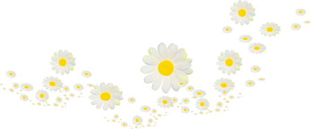 Клипарт ромашки на прозрачном фоне