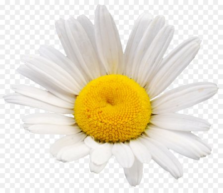 Ромашка на белом фоне