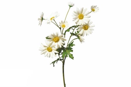 Букет ромашек на белом фоне