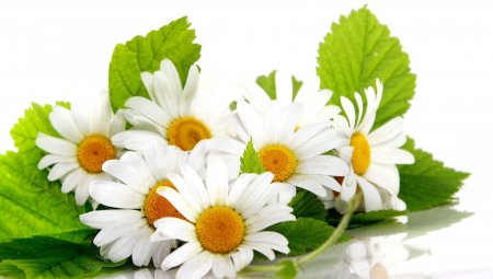 Букет ромашек