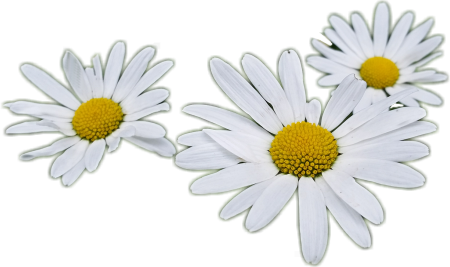 Ромашка на белом фоне