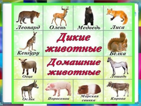 Домашние и Дикие животные для детей