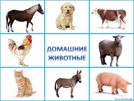 Домашние животные для дошкольников