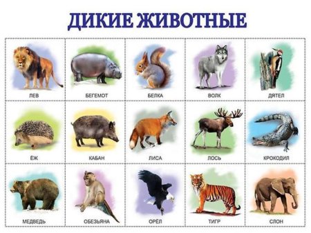 Дикие животные для детей