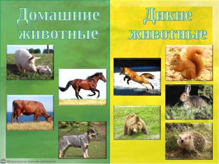 Дикие и домашние животные
