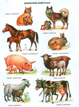 Изображения домашних животных для детей