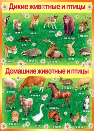 Дикиедомашних животные