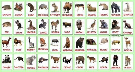 Карточки "Дикие животные"