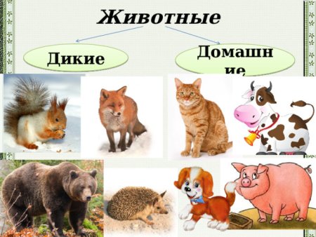 Дикие и домашние животные