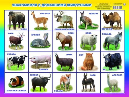 Плакат. Домашние животные.
