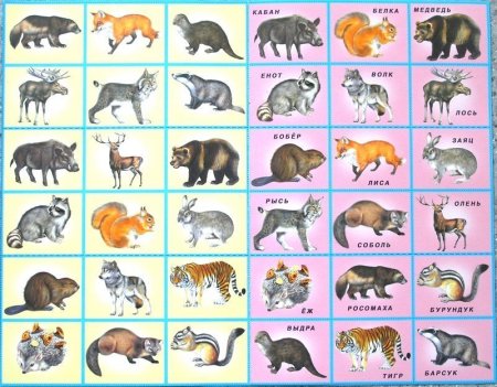 Лесные животные для детей