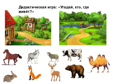 Игра кто где живёт Дикие животные