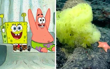 Морская звезда Патрик и губка