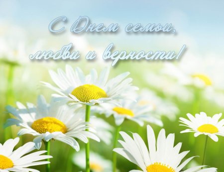 День семьи ромашки