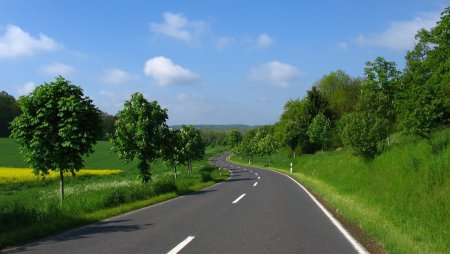 Деревья вдоль трассы