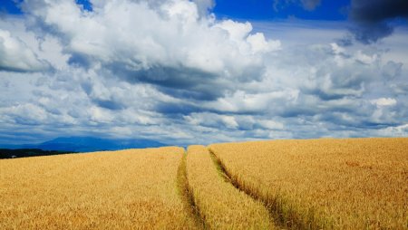 Русское поле