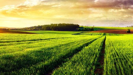 Природа поле