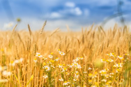 Красивое поле пшеницы